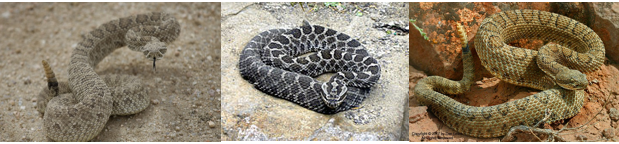 images of three types of rattlesnakes