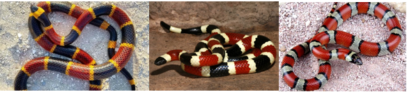 images of three coral snakes