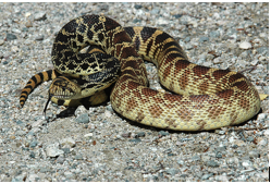 image of bull snake