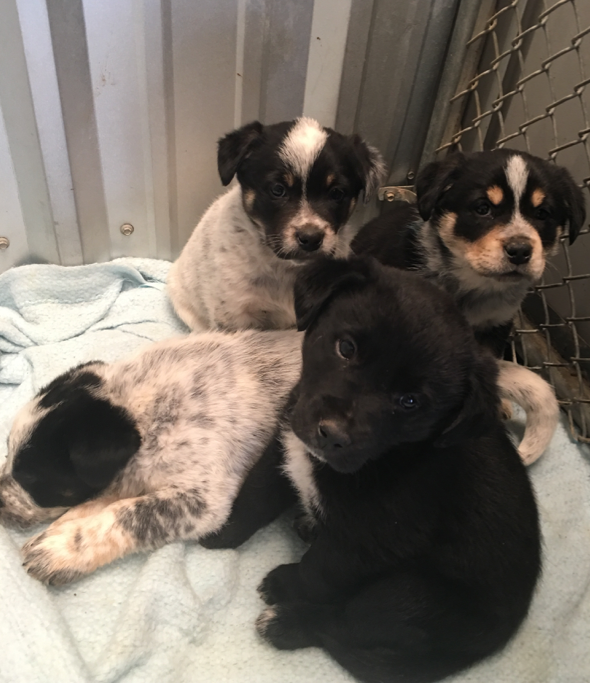 puppies in shelter